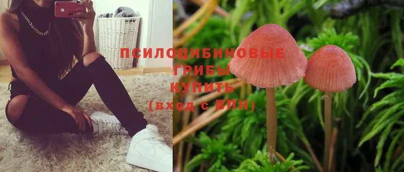 купить закладку  Сальск  Псилоцибиновые грибы Psilocybe 